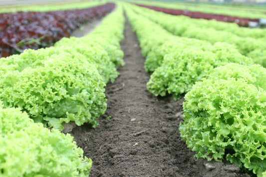 Holistic Health Benefits of Plant-Based Ingredients